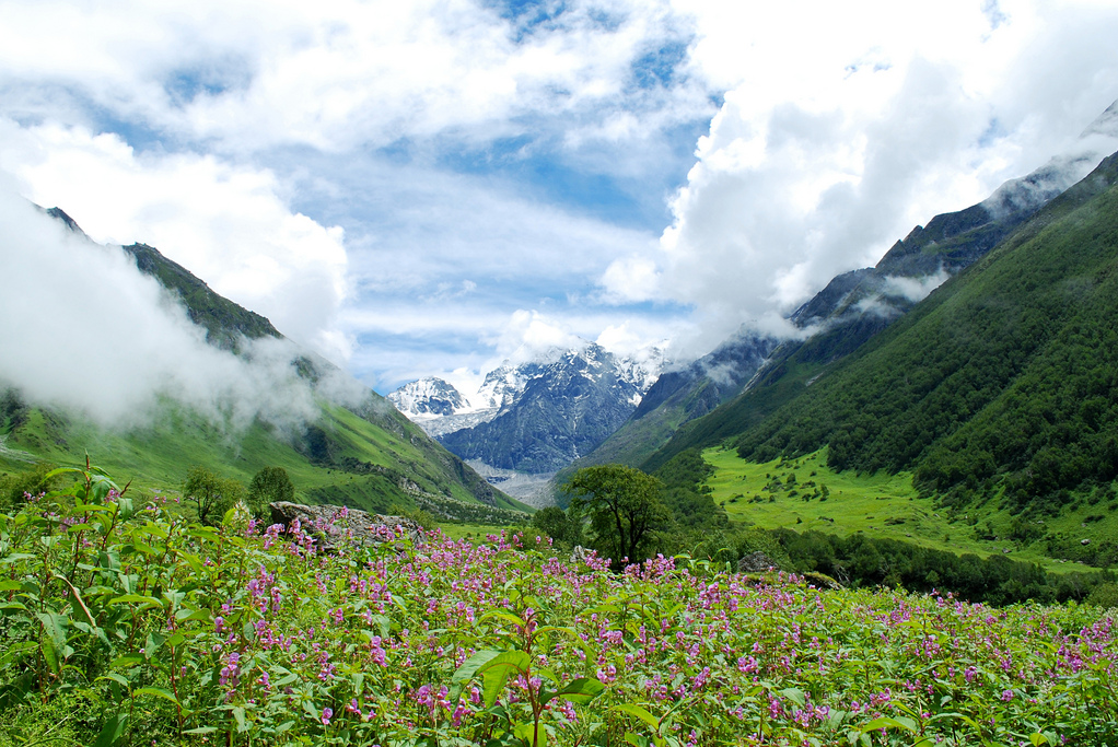 Valley of Flowers Panorama View