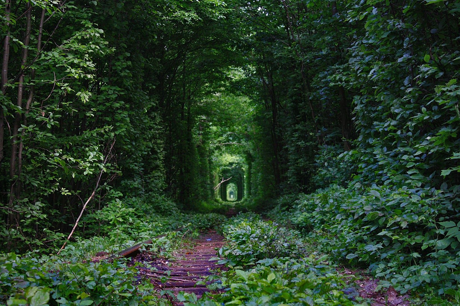 Fairy-Tale-Tunnel-of-Love-Found-in-Klevan-Ukraine-7