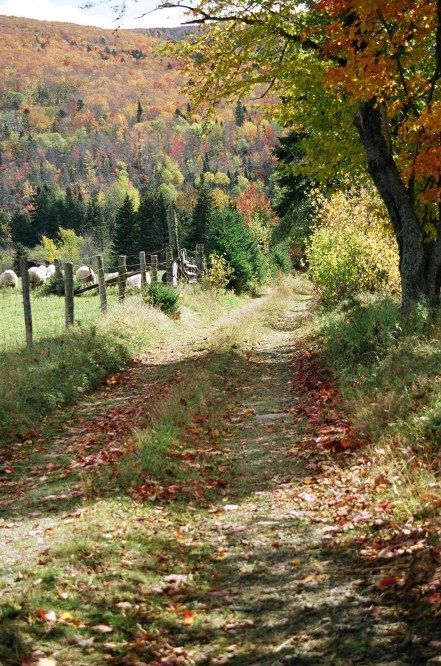 Old_Country_Road_0.jpg
