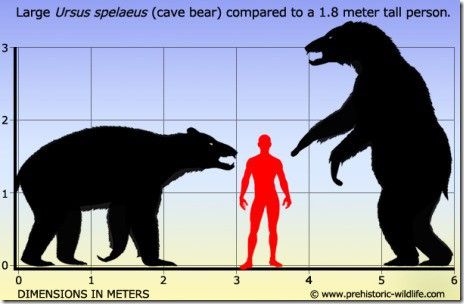 Human Vs Denisovan height