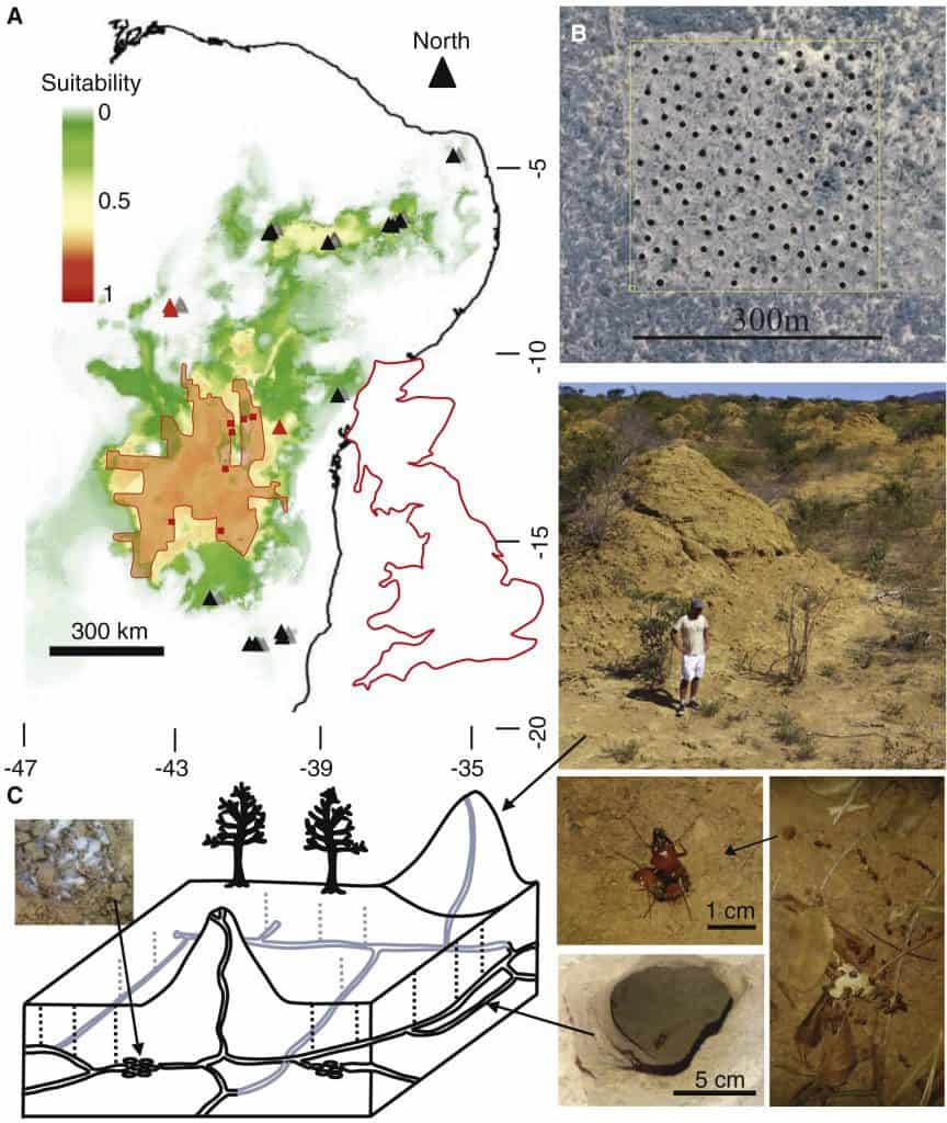 4000 year old Termite ‘Biological Wonders’ Mounds Found in Brazil