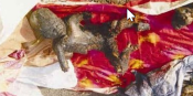 Charred body of an infant