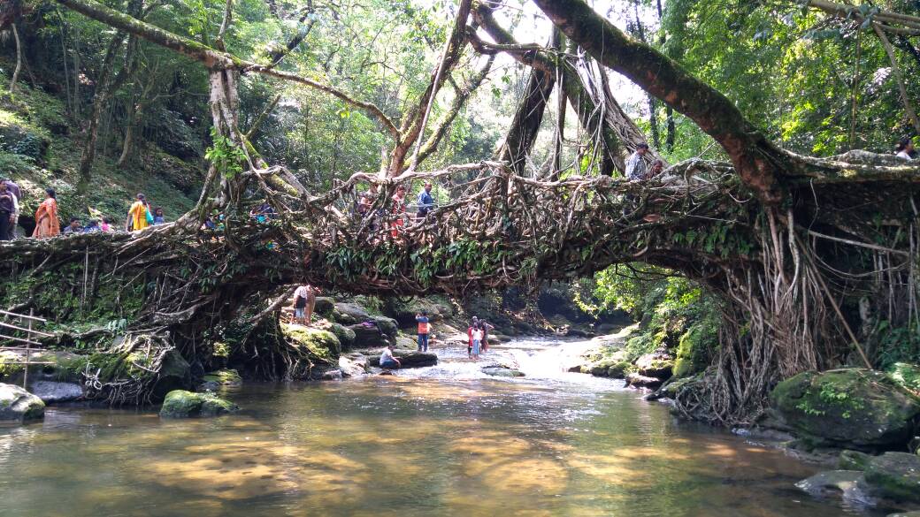 File:The Living root bridge in Dawki, Meghalaya.jpg - Wikimedia Commons