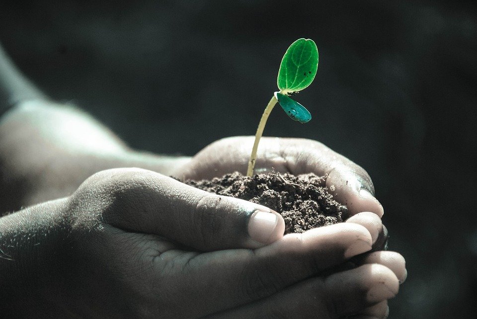 Hands, Macro, Plant, Soil, Grow, Life, Gray Life