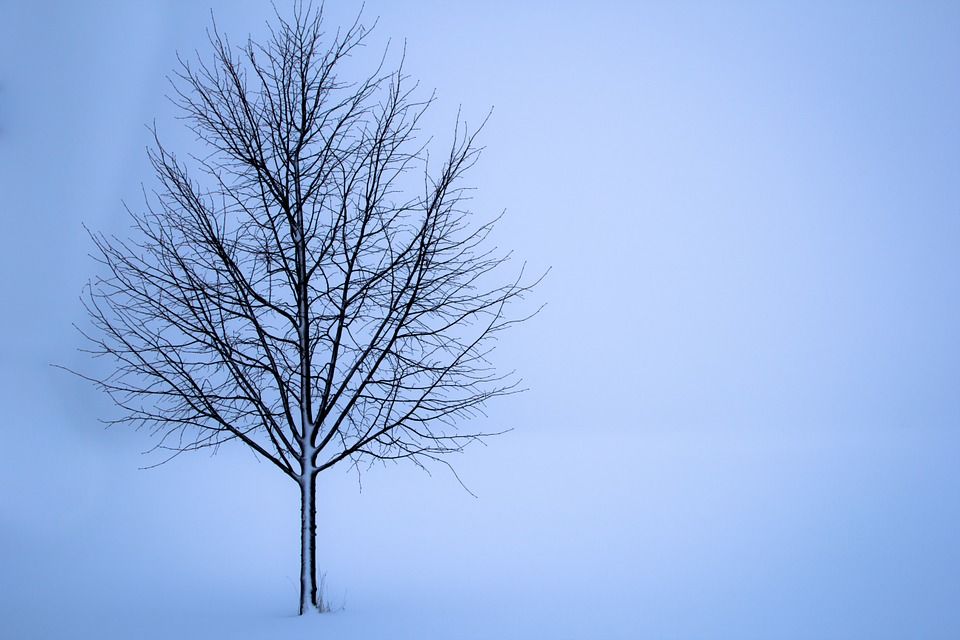 Tree, Snow, Winter, Lone, Landscape, Frost, Solitude