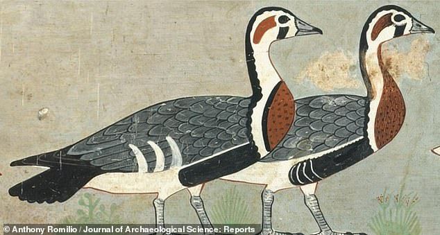 An extinct and previously-unknown species of goose (pictured) has been identified within a 4,600-year-old painting that has been dubbed the 'Mona Lisa of Ancient Egypt'