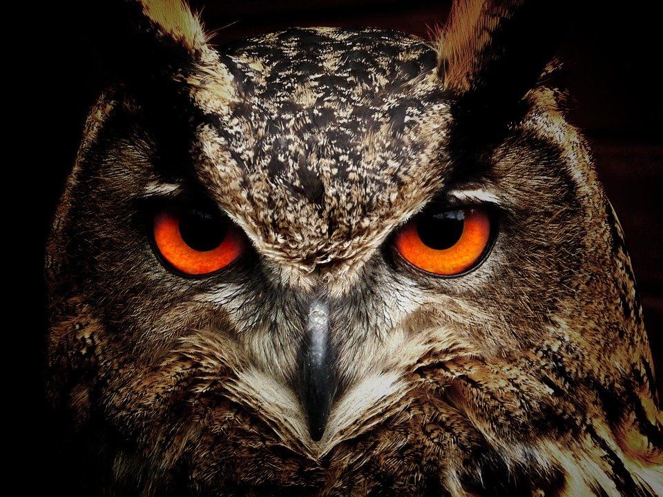 Owl, Bird, Animal, Bird Of Prey, Wildlife, Fauna