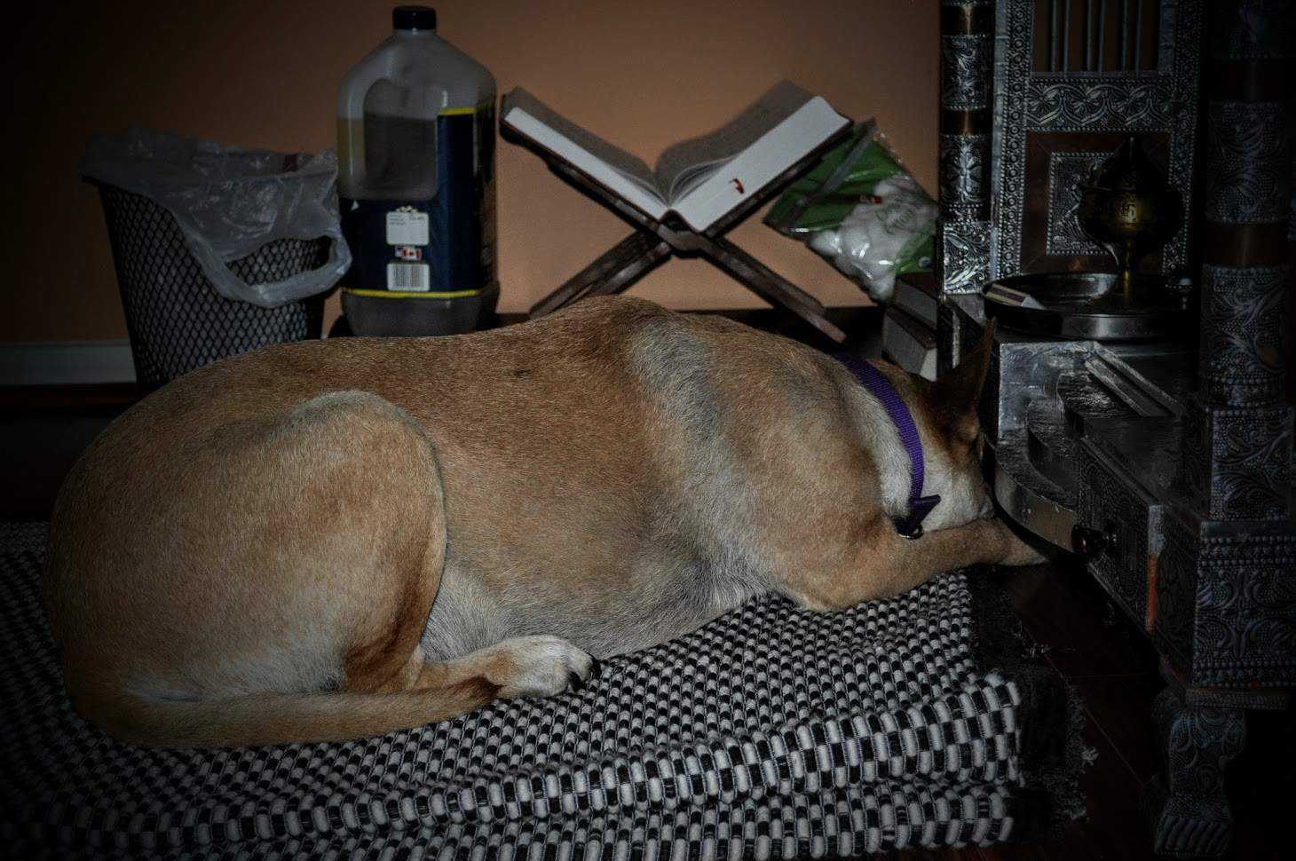 Are Animals attracted to Meditation?