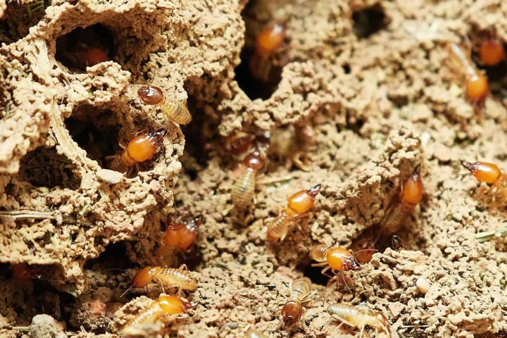 4000 year old Termite ‘Biological Wonders’ Mounds Found in Brazil