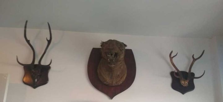 Tiger Skin and Animal Trophies Seized from Kamal Nath’s Close Aides, Nath was Project Tiger Champion As Minister of Environment!