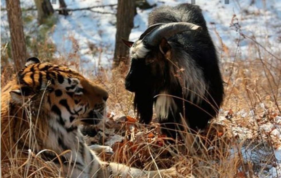 Orphaned Tiger makes friends with goat kept in his cage as food!!