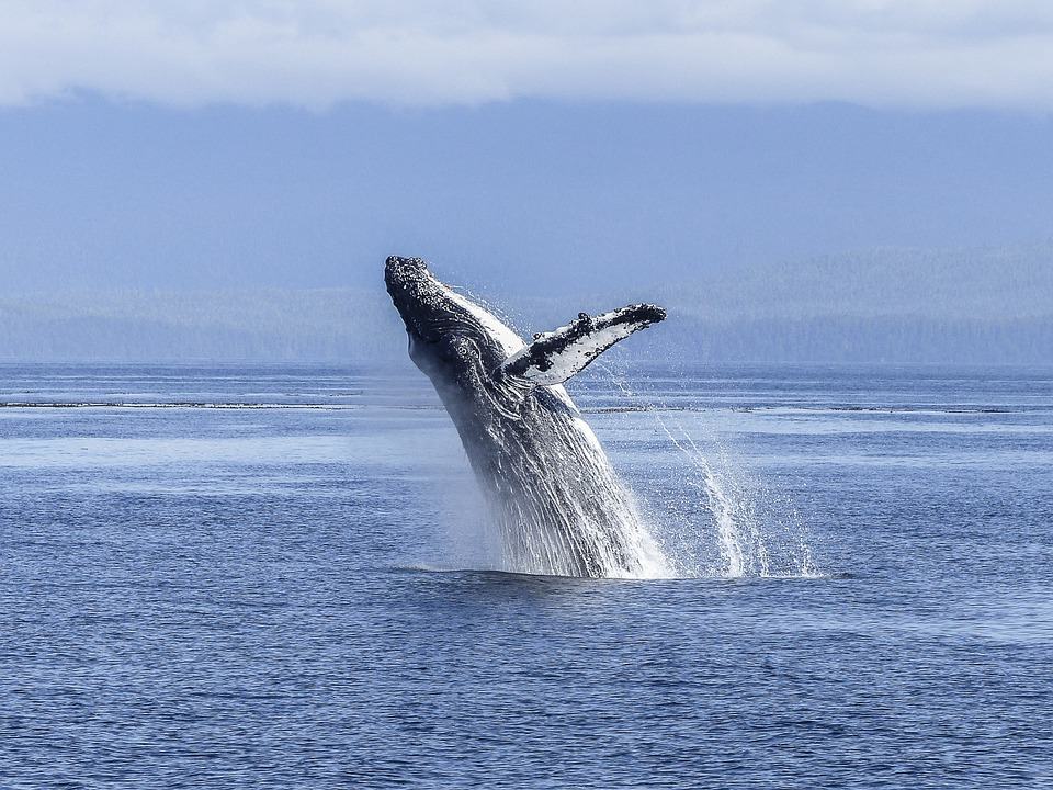                               Whales Vs Humans: Who is more Intelligent?                             
                              
